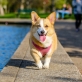 top-pet-products-from-wayfair-for-your-furry-pal